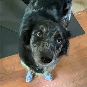 Meet your Posher, Sherman